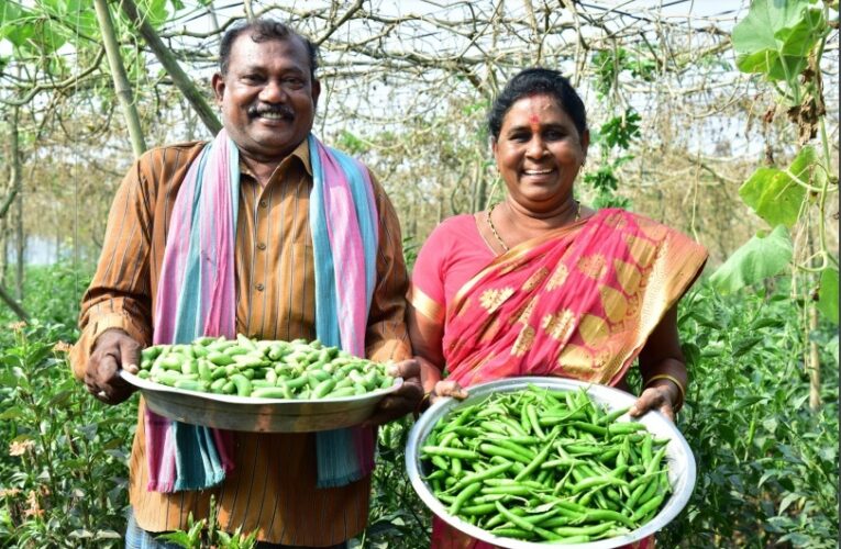 Community-Managed Natural Farming of Andhra Pradesh, India