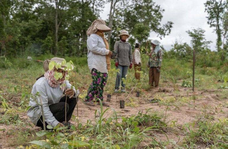 Forest Restoration in Cambodia