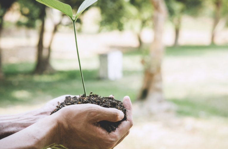 The Kwimba Reforestation Project of Tanzania