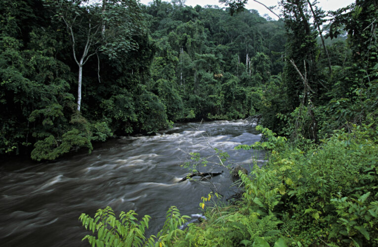Gabon: A Global Leader in Climate Action