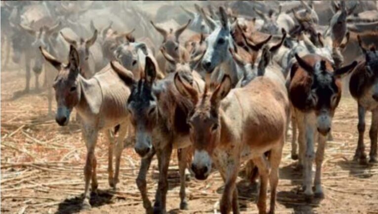 Construction of Aakadia Bhawan with the help of Donkeys