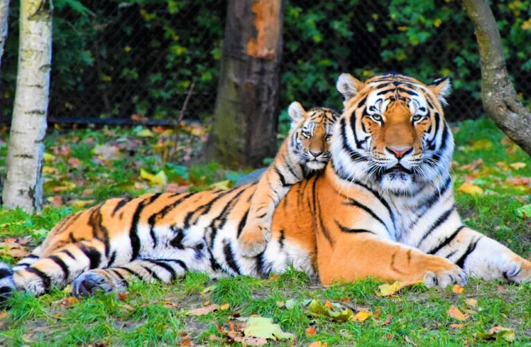 The Legal Intervention Sought from the NGT to prevent habitat fragmentation within the Eco-Sensitive Zone (ESZ) of Pench Tiger Reserve MP, in privately owned land