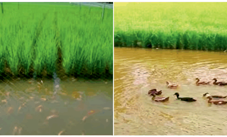 Role of Integrated Farming in Livelihood Generation