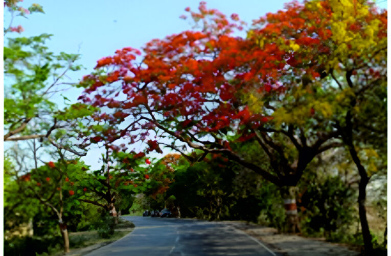 सामाजिक वानिकी एवं विकास