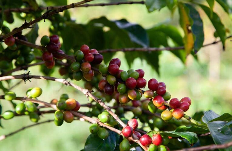 APPLICATION OF THE LAW OF VARIABLE PROPORTION IN AGROFORESTRY PRODUCTION