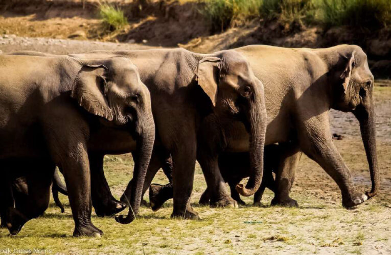 REMEMBERING FORESTRY DAYS
