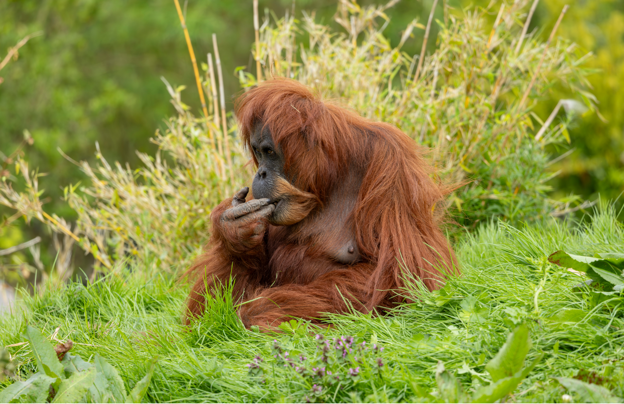 Saving Orangutans